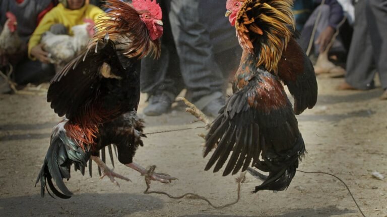 Recovered From Cockfight Competition In Punjab, Rooster To Be Brought To Court As ‘Case Property’