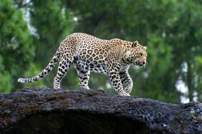 Leopard Population in India Surges to 13,874, Reveals Report