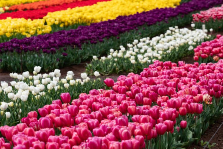 Srinagar Welcomes Visitors to Asia’s Largest Tulip Garden
